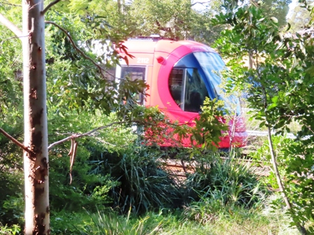 Tram through the bushes